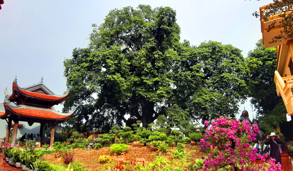 Khuôn viên chùa. Ảnh: Báo Quảng Ninh