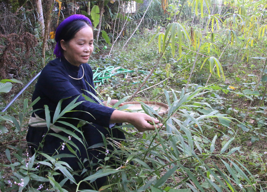 Hái lá gừng. Ảnh: Báo Quảng Ninh.