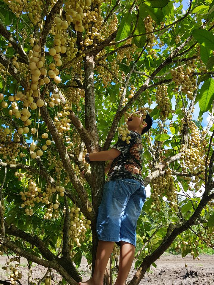 dia chi vuon trai cau phong dien o dau