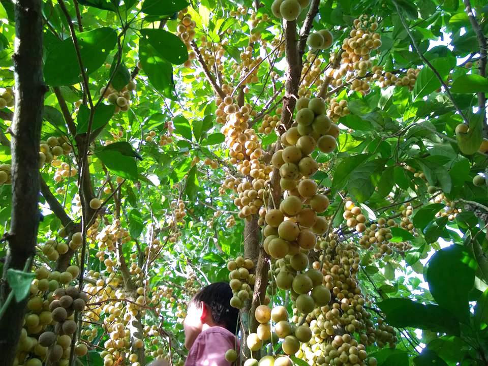 nhung khu vuon trai cay mien phi o can tho